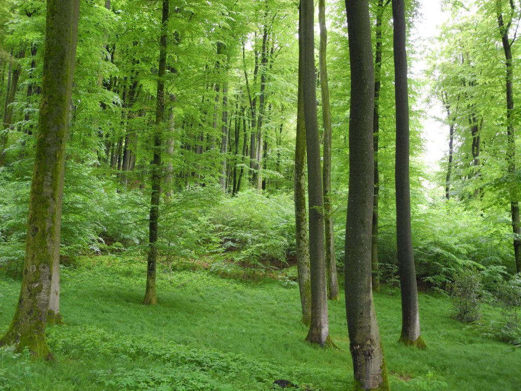 (Ersetzt Grenzstein)